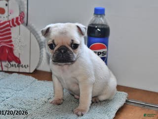 Pug dogs Bouncer - Ad 22