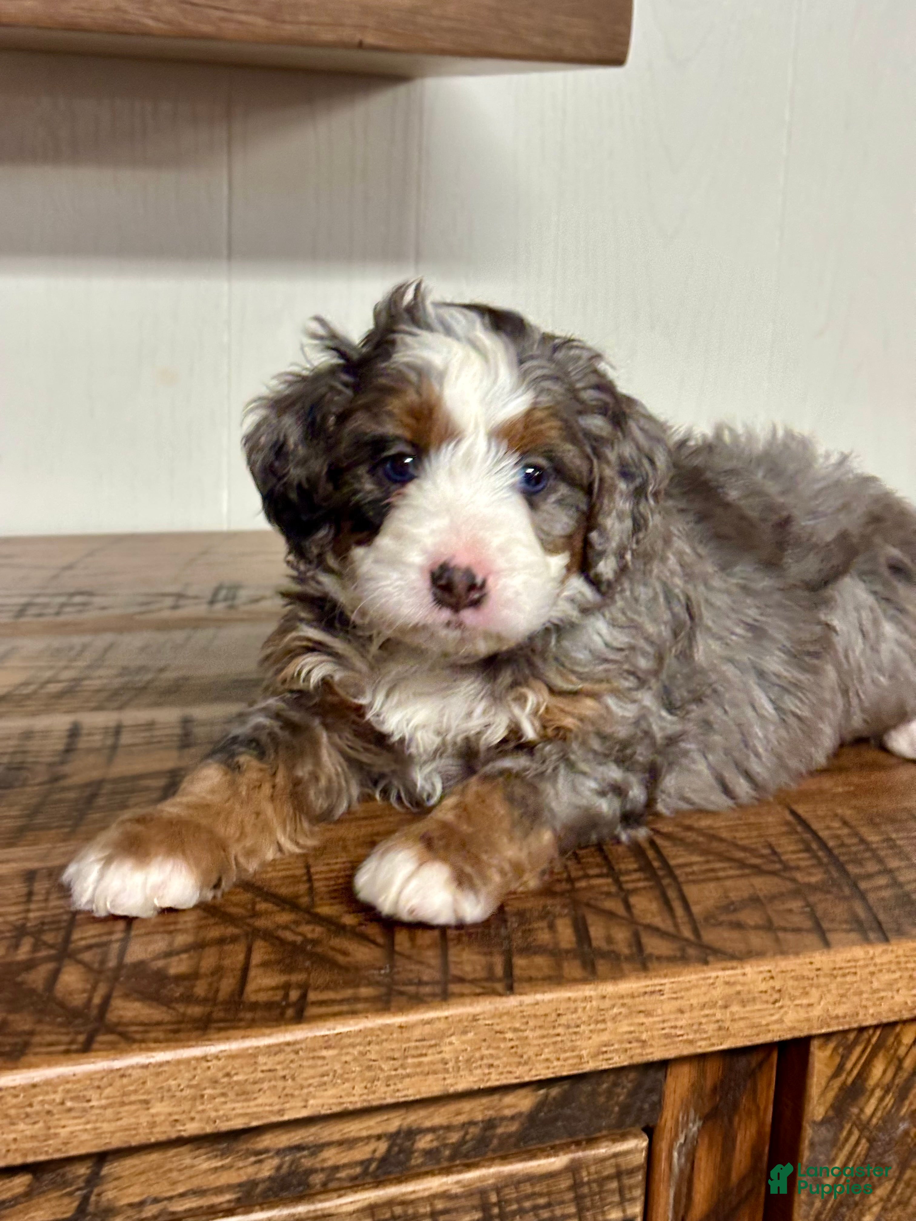 Mini Bernedoodle dogs Harper Mini Bernedoodle Puppy 5 - Ad 8