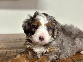 Mini Bernedoodle dogs Harper Mini Bernedoodle Puppy 5 - Ad 4