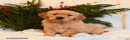 Golden Retriever dogs for sale: Sparkle  - Ad 2