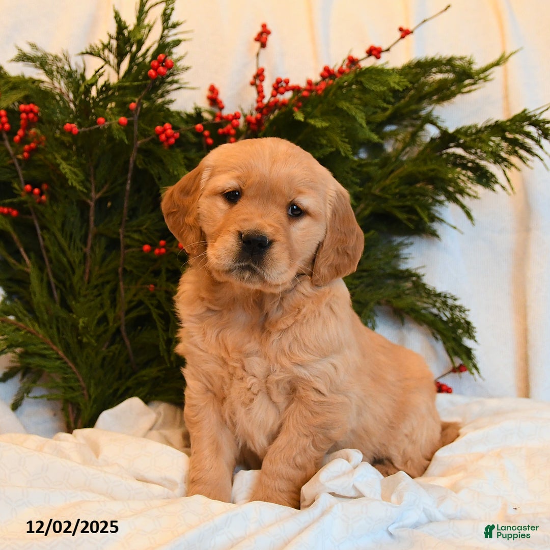 Golden Retriever dogs for sale: Sparkle  - Ad 2