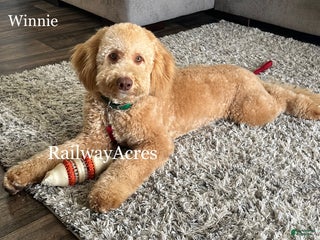 Mixed Breed dogs - Ad 29