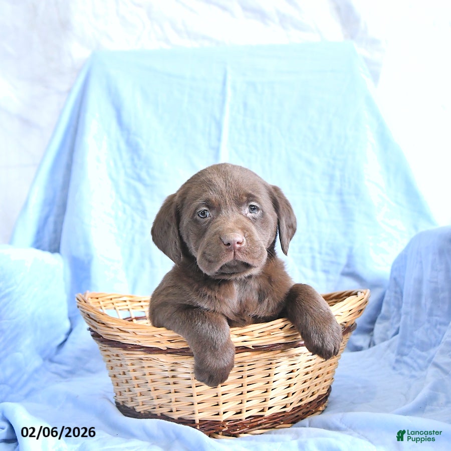 Labrador Retriever dogs Dafney - Ad 2