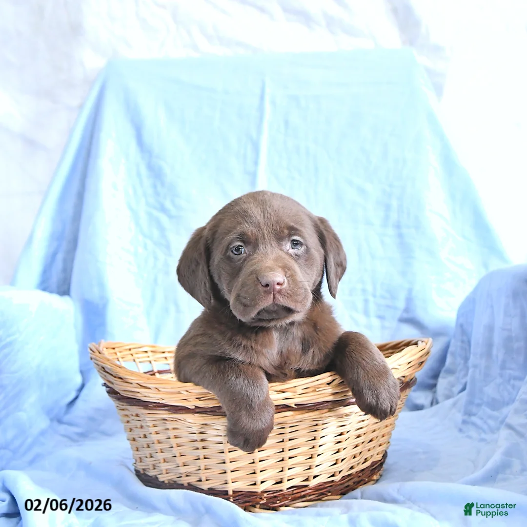 Labrador Retriever dogs for sale: Dafney - Ad 2