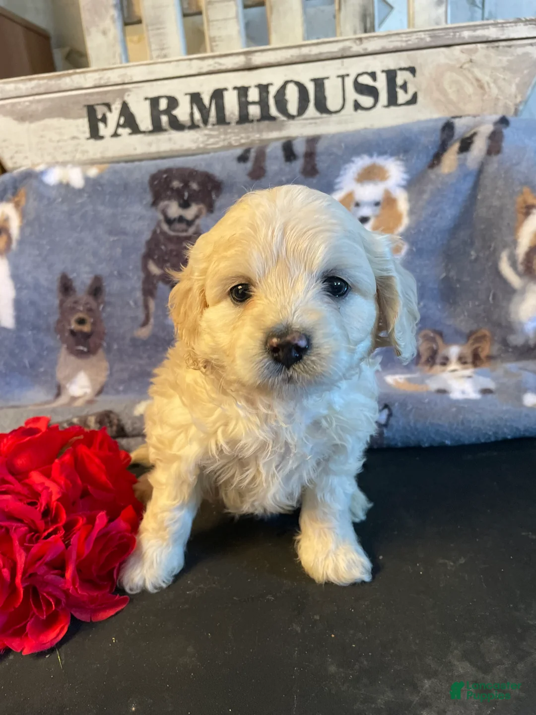 Miniature Poodle dogs for sale: Biscuit - Ad 1