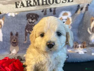 Miniature Poodle dogs Biscuit - Ad 9