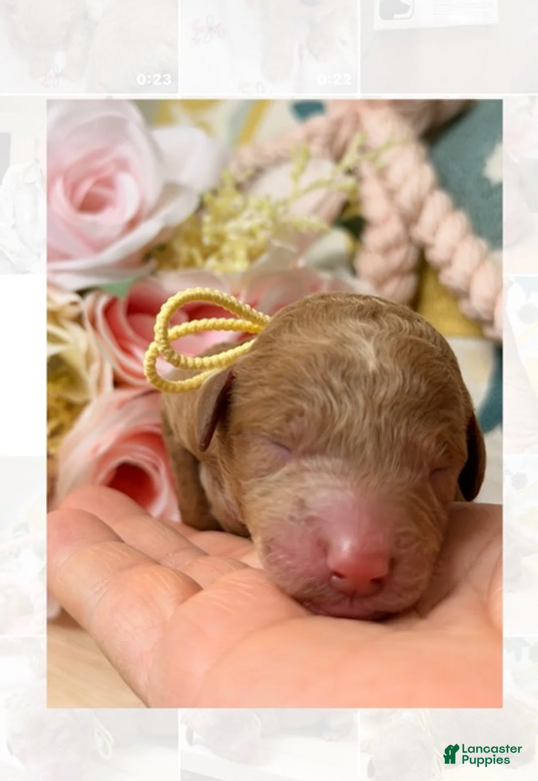 Standard Poodle dogs for sale: Mila - Ad 1