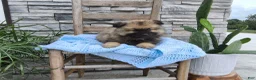 Keeshond dogs for sale: Daniel - Ad 1