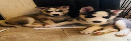 Siberian Husky dogs for sale: Siberian Husky 1 Yukon - Ad 4