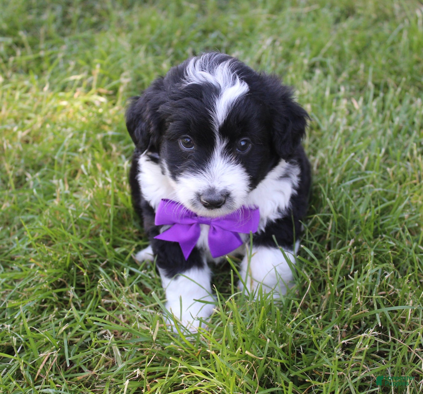 Mini Aussiedoodle dogs Jackson 💎 - Ad 1