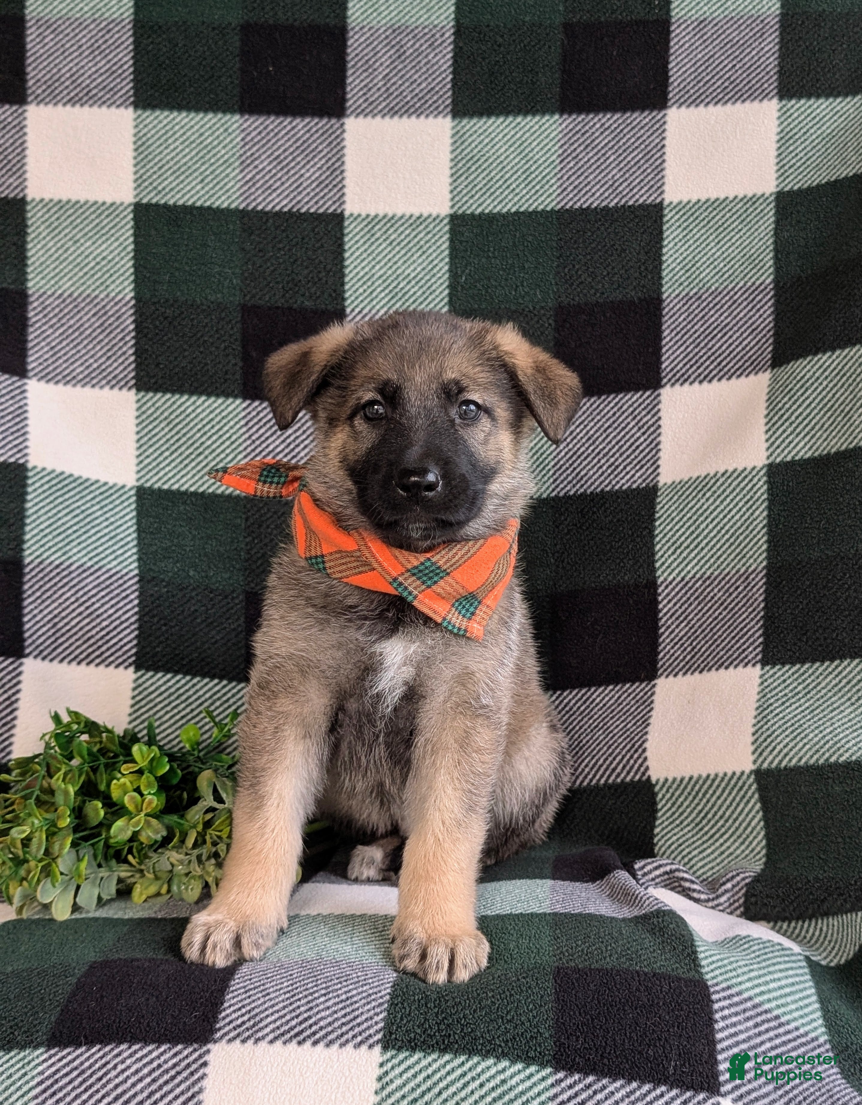 Mixed Breed dogs Barnaby - Ad 2