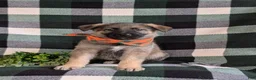 Mixed Breed dogs for sale: Barnaby - Ad 2