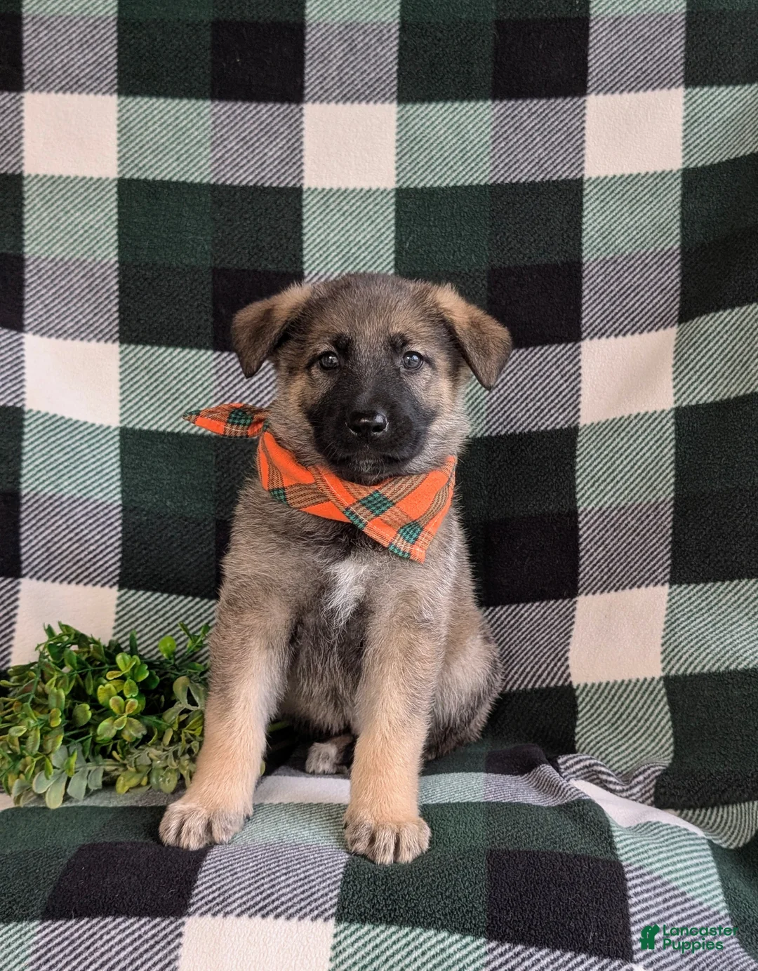 Mixed Breed dogs for sale: Barnaby - Ad 2