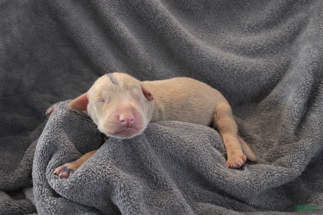 Doberman Pinscher dogs for sale: Mamoru - Ad 2