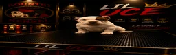 American Bully dogs for sale: lil UCE - Ad 1