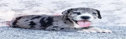 Great Dane dogs for sale: Charles - Ad 4