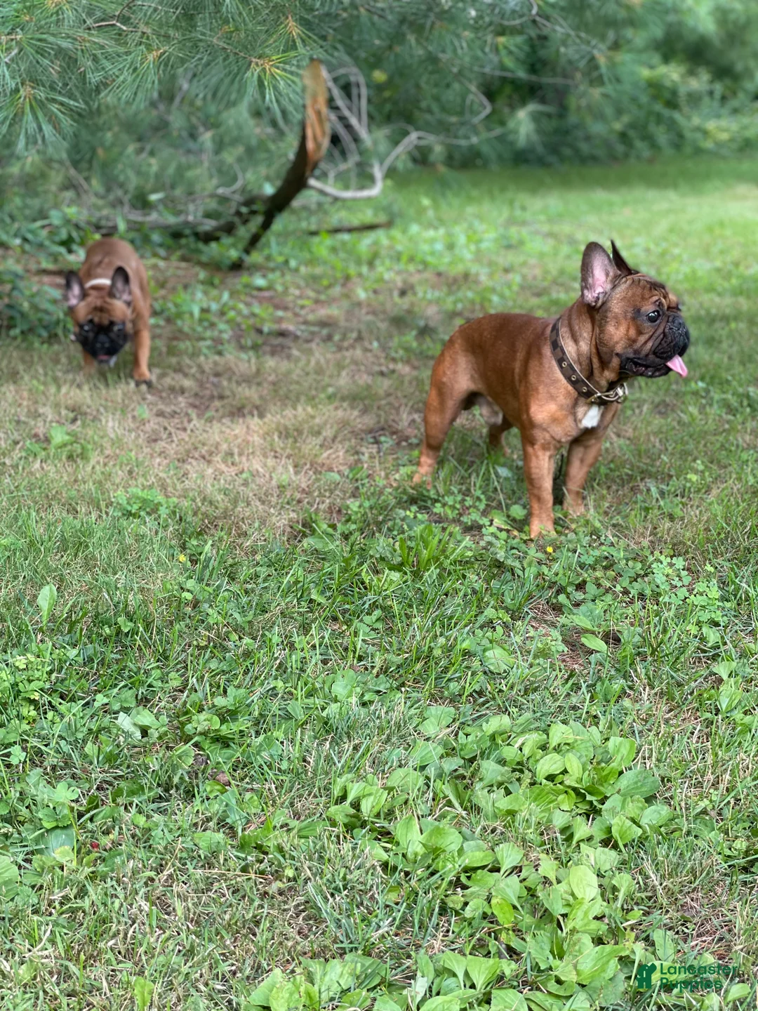 French Bulldog dogs for sale: Napoleon  - Ad 9