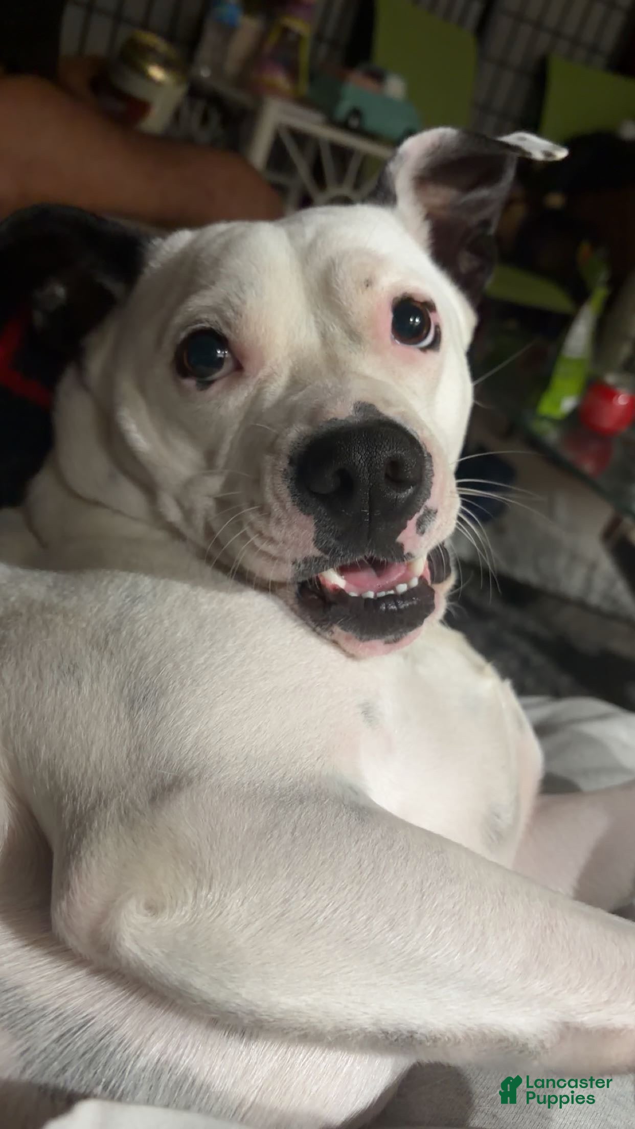 American Pit Bull Terrier dogs Pit bull (Jamie)  - Ad 36