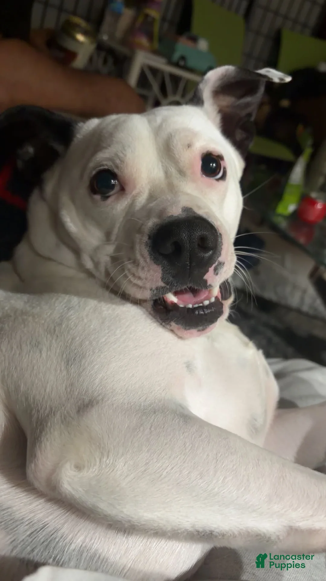 American Pit Bull Terrier dogs for sale: Pit bull (Jamie)  - Ad 1
