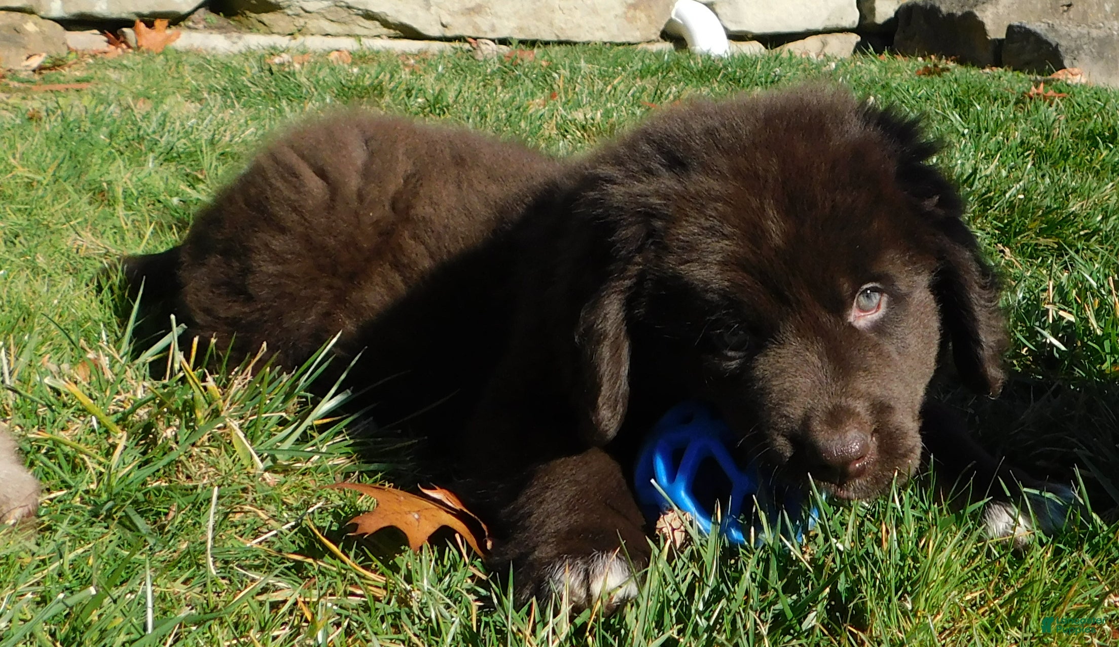 Newfoundland dogs Joey - Ad 2