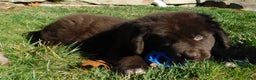 Newfoundland dogs for sale: Joey - Ad 1