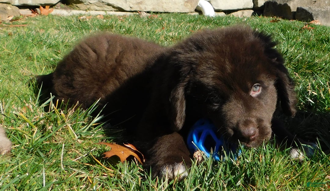 Newfoundland dogs for sale: Joey - Ad 1