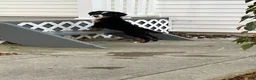 Bernese Mountain Dog dogs for sale: Akc Mitchell - Ad 4
