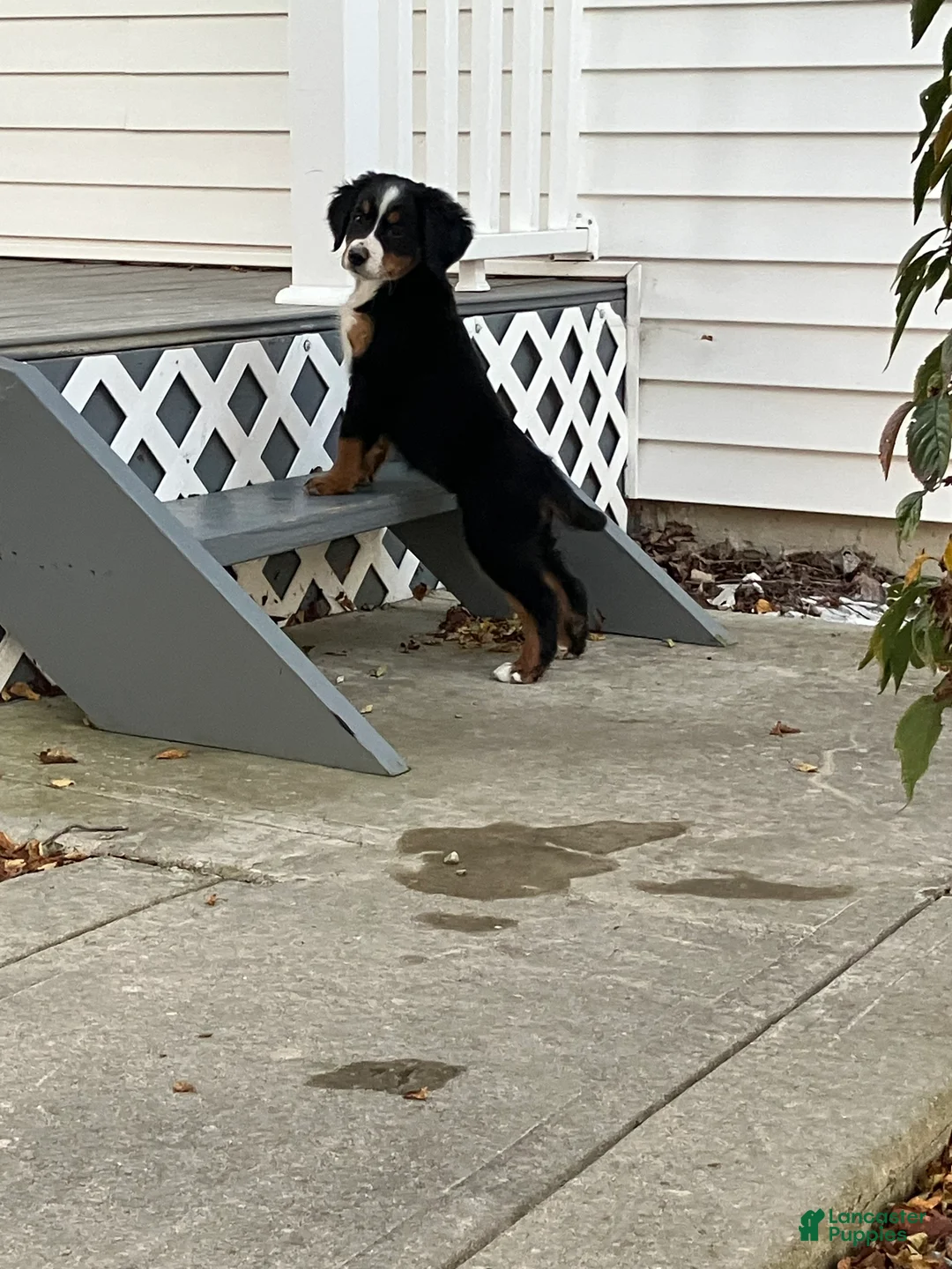 Bernese Mountain Dog dogs for sale: Akc Mitchell - Ad 4