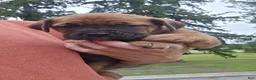 Cane Corso dogs for sale: AKC Vladimir  - Ad 4