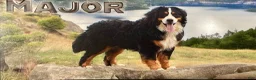 Bernese Mountain Dog dogs for sale: Zoe - Ad 6