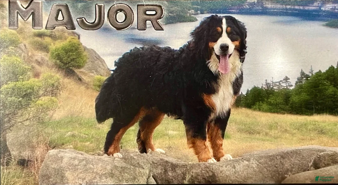 Bernese Mountain Dog dogs for sale: Zoe - Ad 6