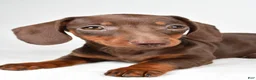 Dachshund dogs for sale: Callie - Ad 5