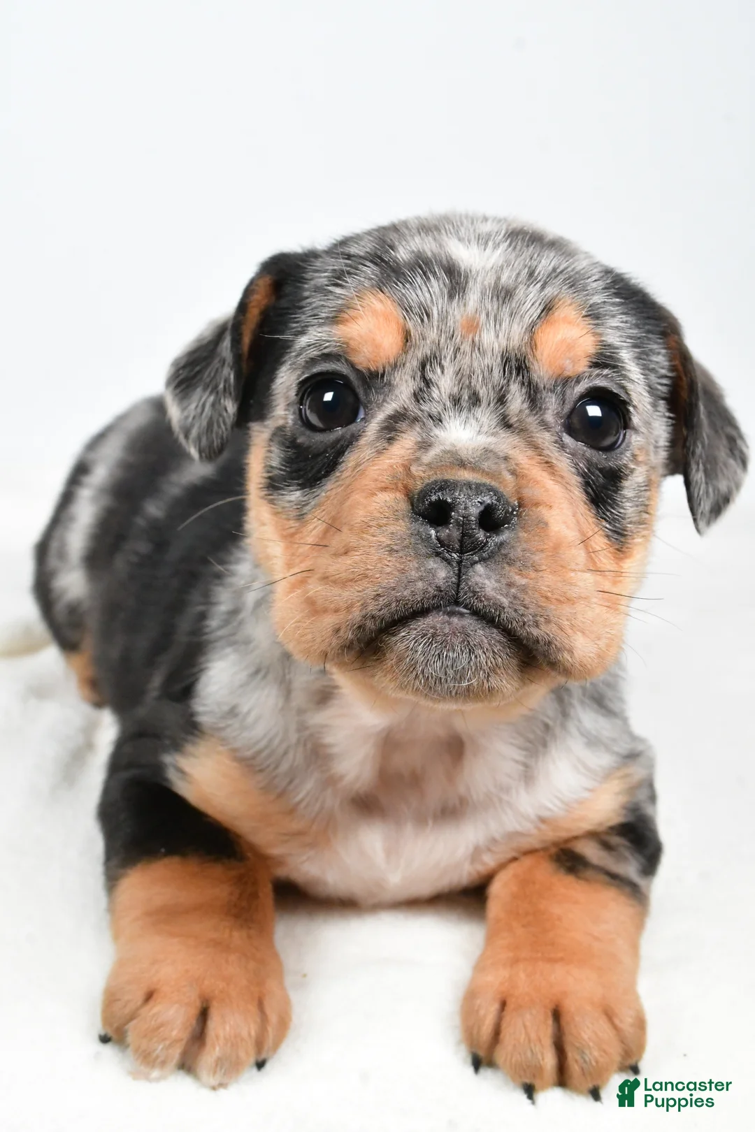 Beabull dogs for sale: Lyndsey - Ad 3