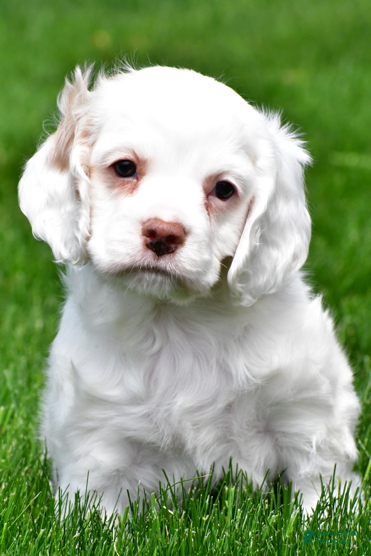 Cocker Spaniel dogs cj - Ad 2