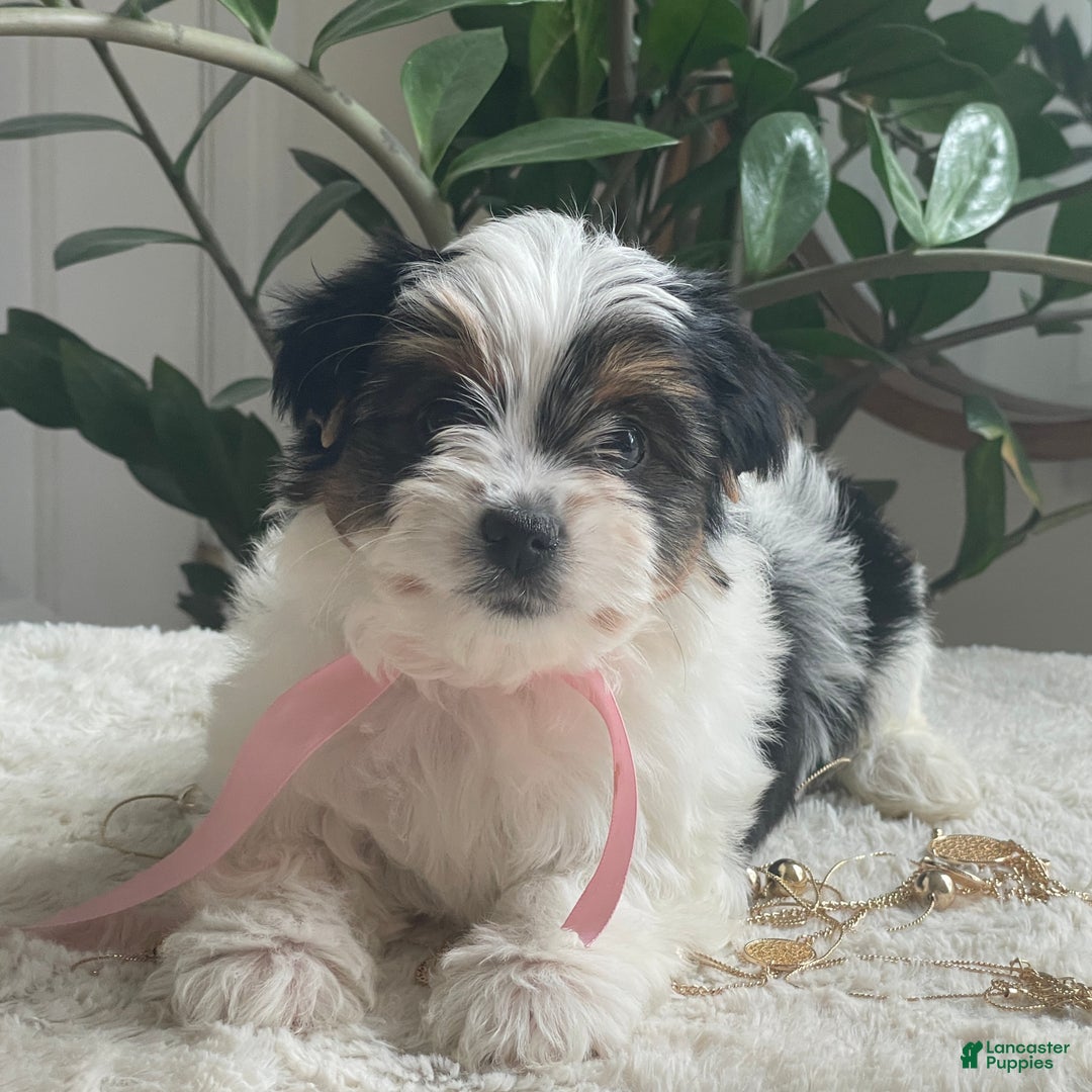 Biewer Terrier dogs for sale: Tessie - Ad 4
