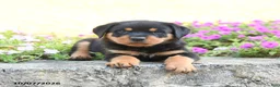 Doberman Pinscher dogs for sale: Brody - Ad 3