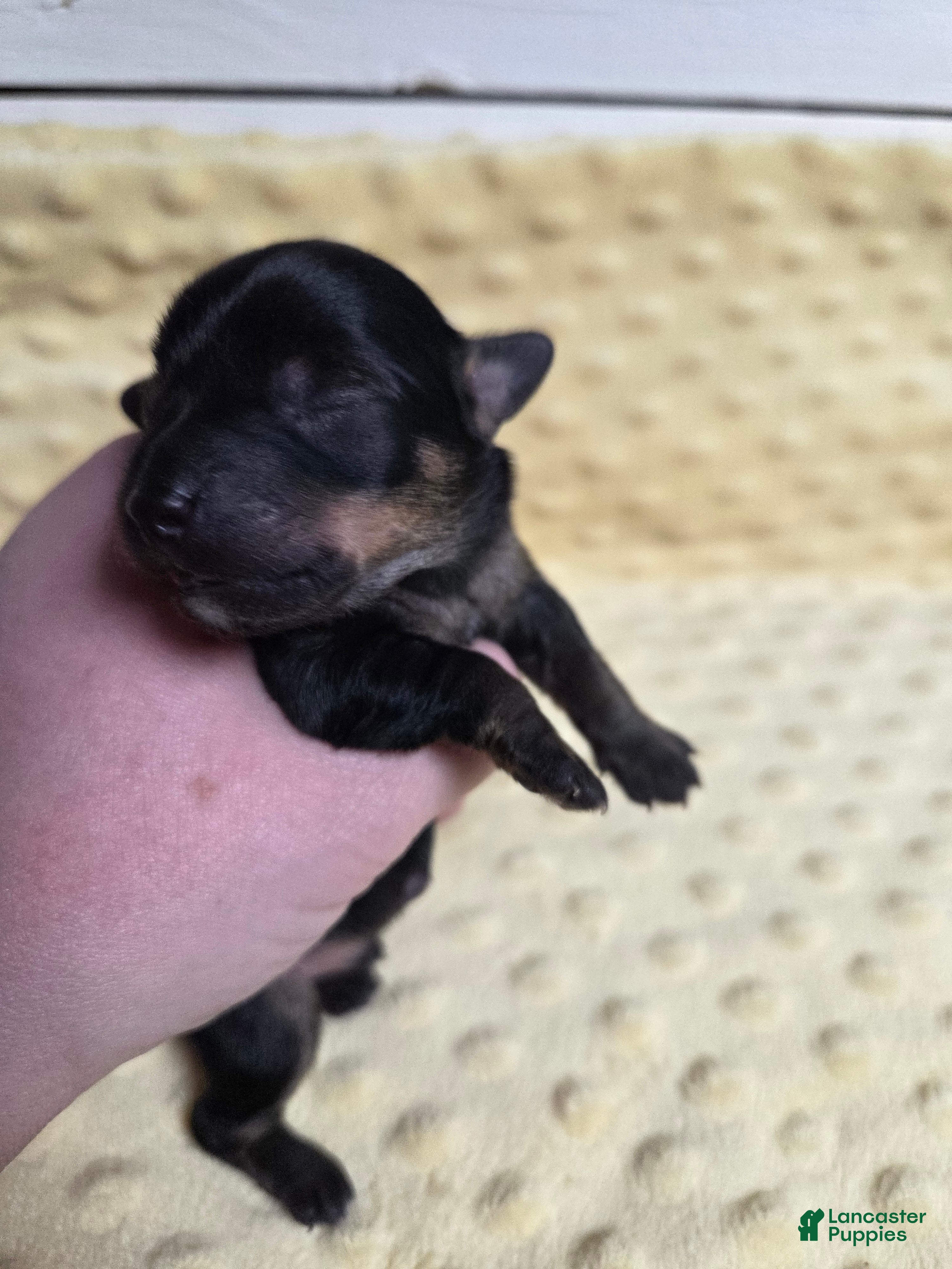 Mixed Breed dogs Yule - Ad 34