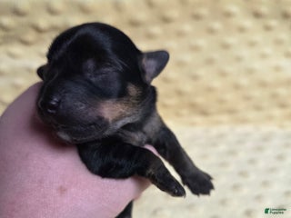 Mixed Breed dogs Yule - Ad 12