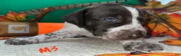German Shorthaired Pointer dogs for sale: M1 - Ad 14