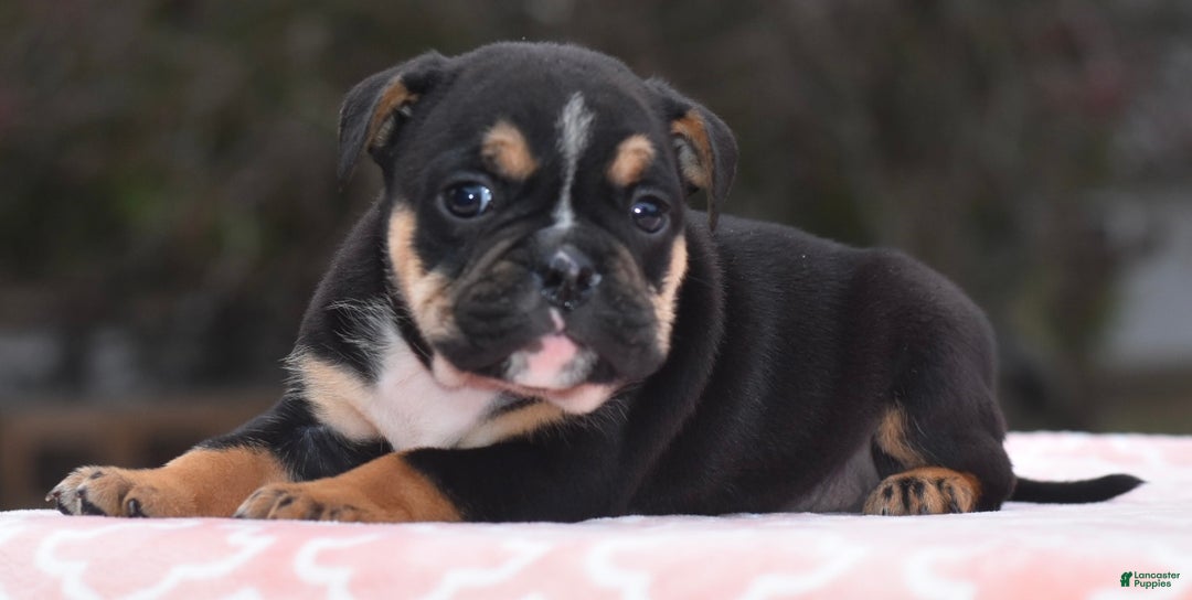 Mixed Breed dogs for sale: Emma tricolor hybrid  - Ad 30