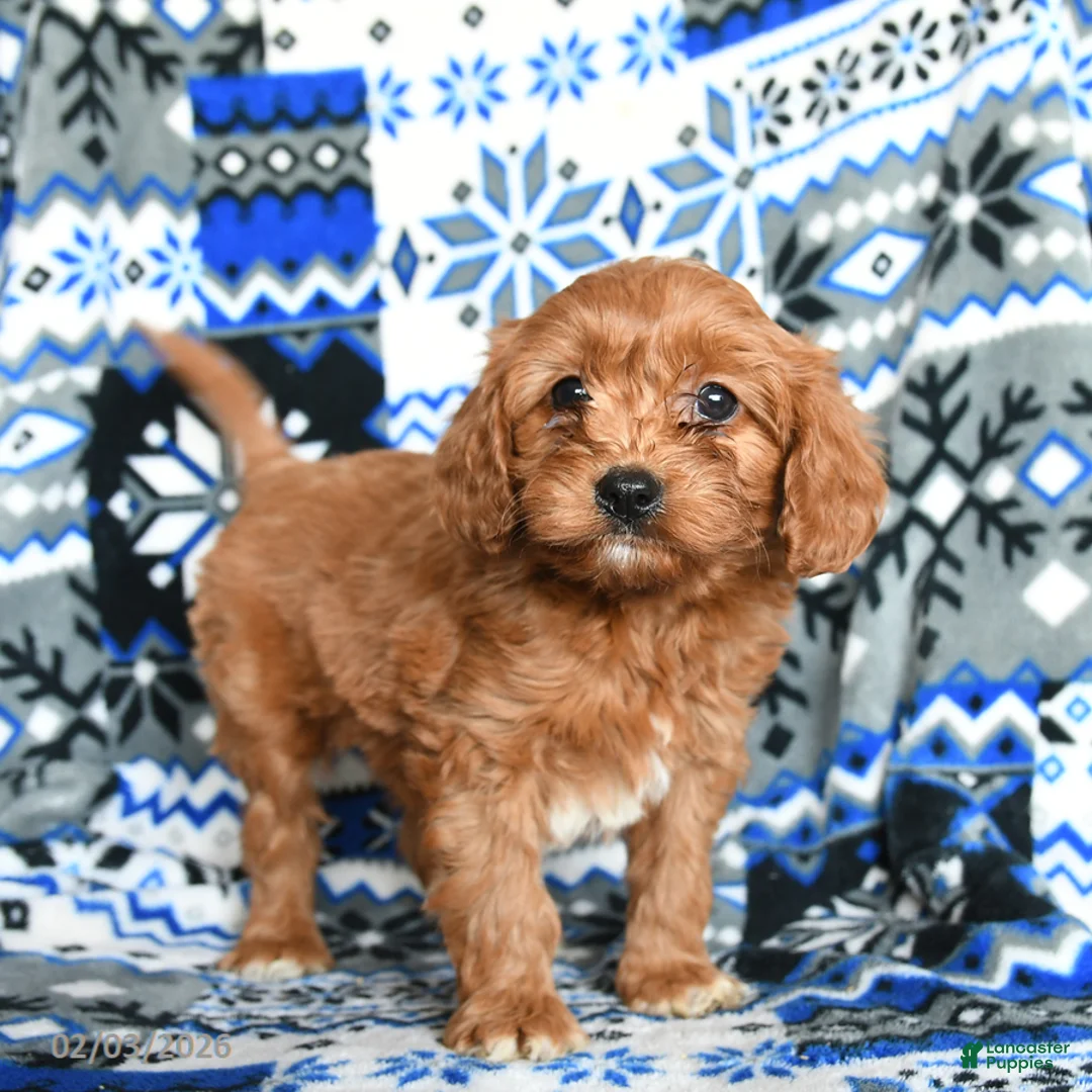 Cavapoo dogs for sale: Teddy - Ad 1