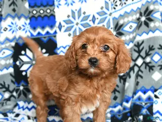 Cavapoo dogs Teddy - Ad 13