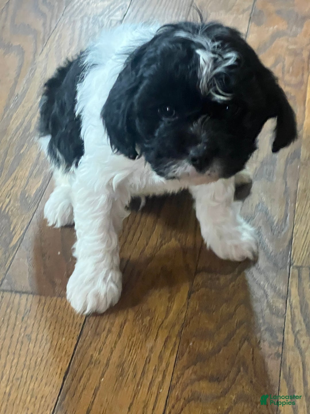 Cavapoo dogs for sale: Luke cavapoo - Ad 9