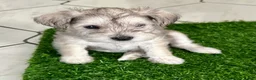 Miniature Schnauzer dogs for sale: Miniature Schnauzer 1 - Ad 3