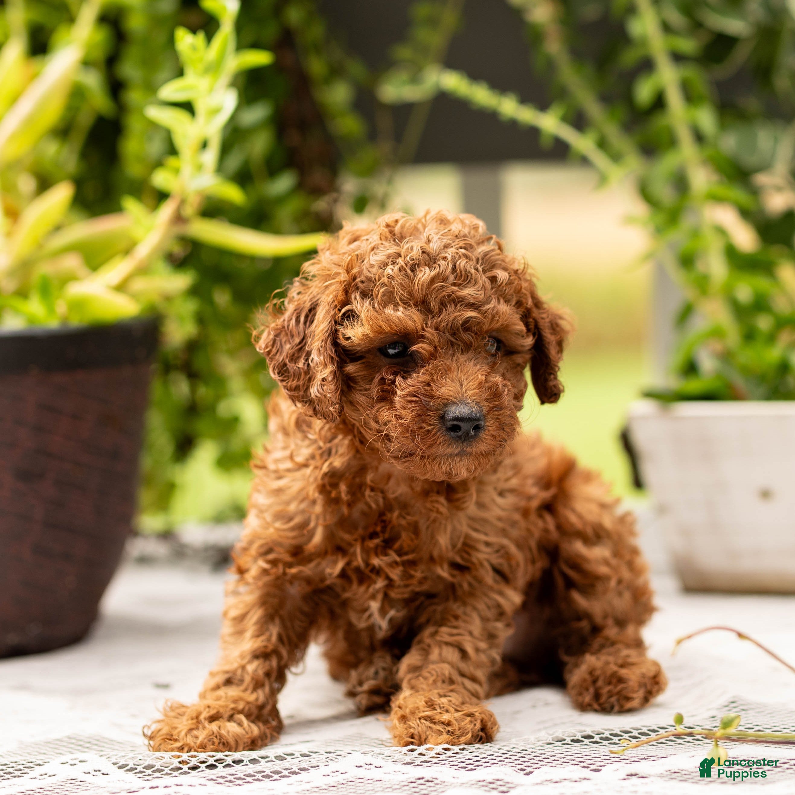 Toy Poodle (Toy Poodle, Male) in Rochester, IN