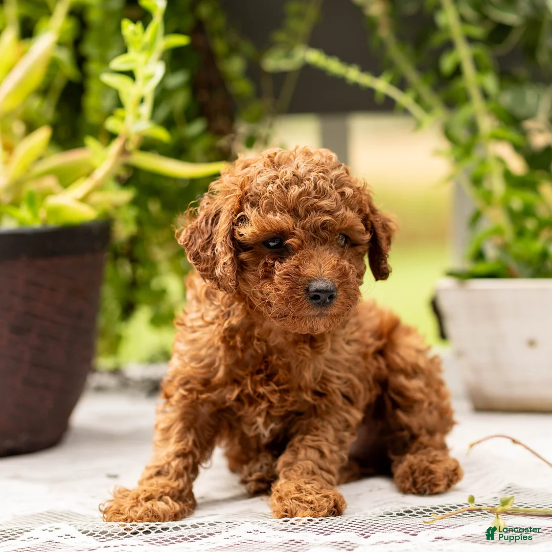 Toy Poodle dogs for sale: AKC Bruno - Ad 1