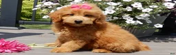 Mini Goldendoodle dogs for sale: Abby - Ad 6