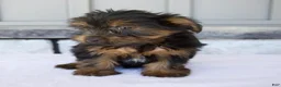 Yorkshire Terrier dogs for sale: Dewey - Ad 2