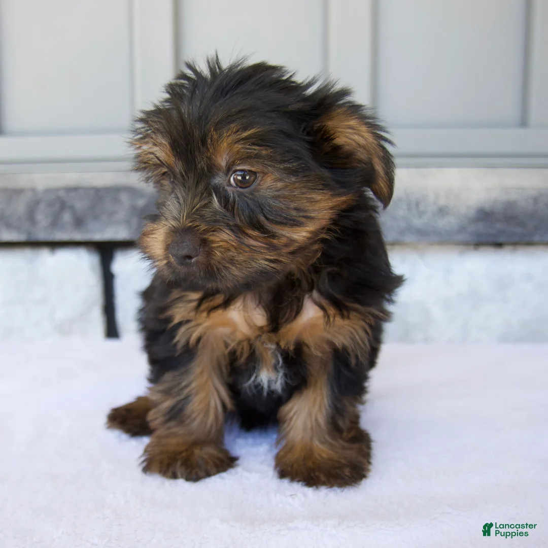 Yorkshire Terrier dogs for sale: Dewey - Ad 2