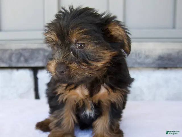 Yorkshire Terrier dogs for sale: Dewey - Ad 2